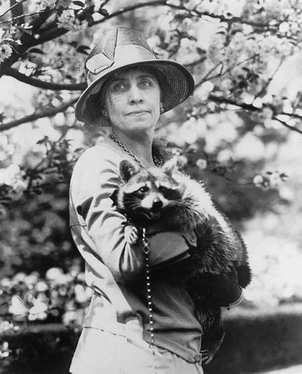 Rebecca the First Raccoon Image – Lofty Pursuits